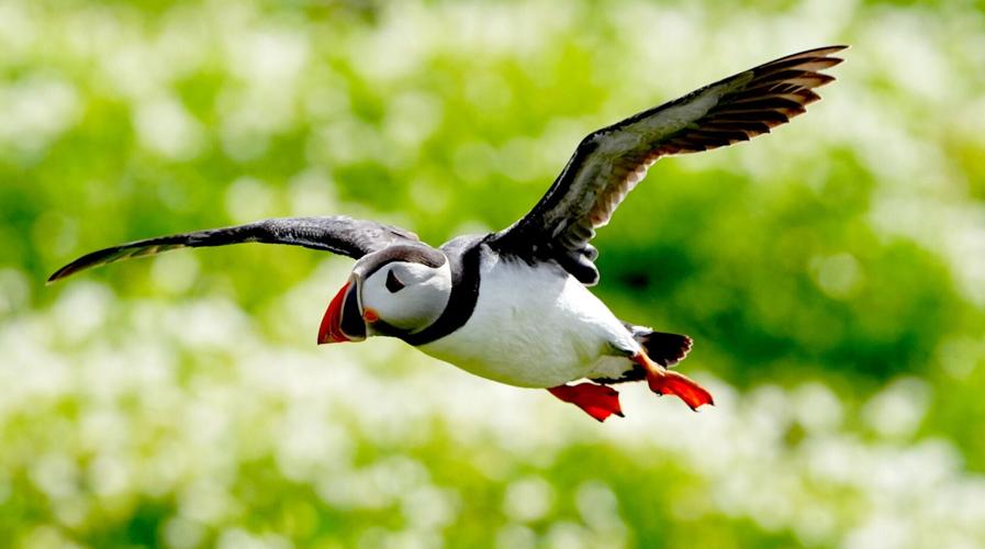 Puffins thrive despite harsh conditions on this wild archipelago, midway between Iceland and Norway.