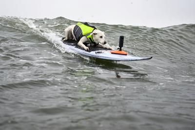 Surf Dog Cancer Death