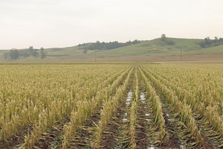 Producers weigh options following devastating hailstorm