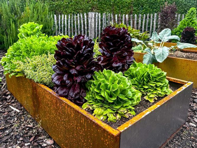 living-space-garden-20260609