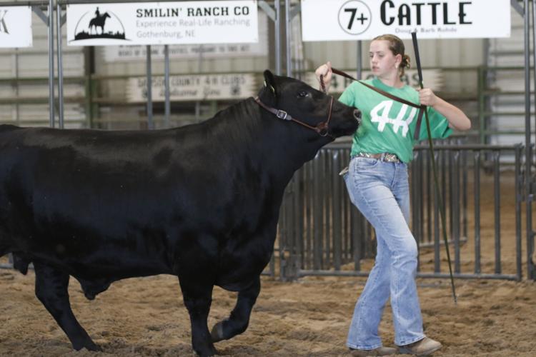 Alex Rickertsen market steer