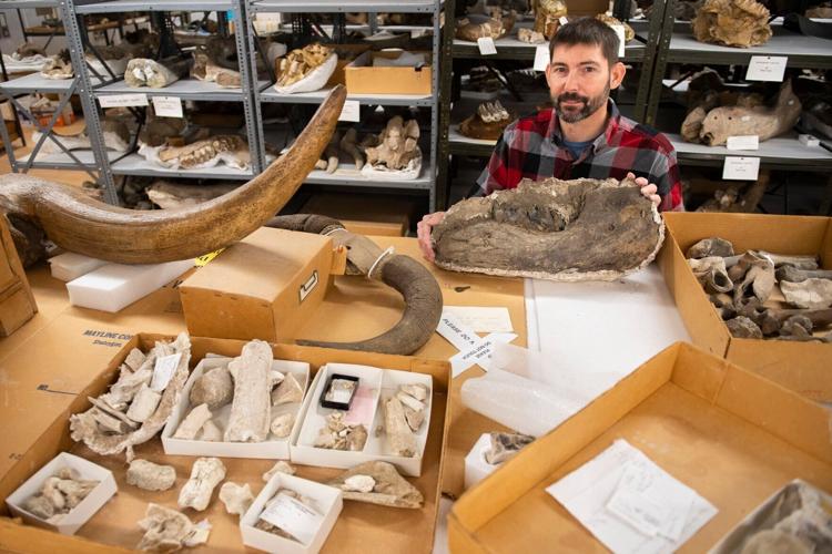 Mastodon fossil, 1.24