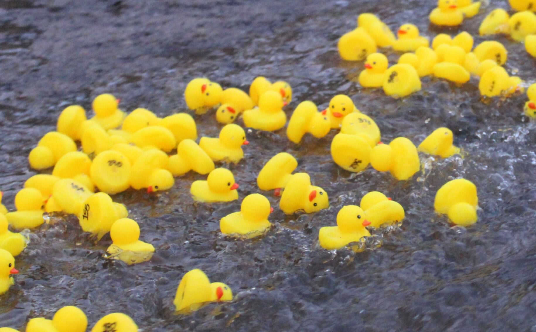Duck dash