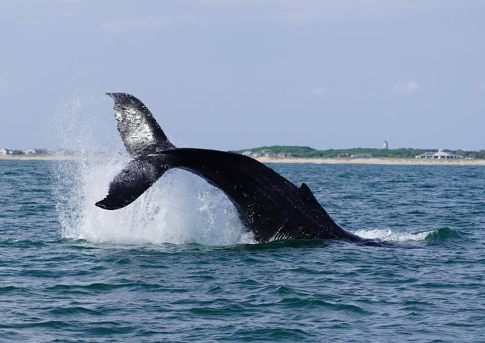 A humpback whale spotted during the Brunswick Community College/University of North Carolina Wilmington dolphin survey.