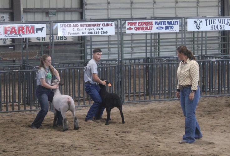 Senior Sheep Showmanship