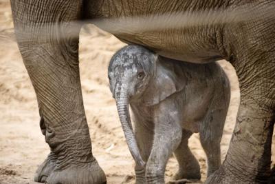 Elephant baby for now
