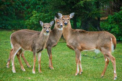 Late antlerless deer season extended for residents in two areas