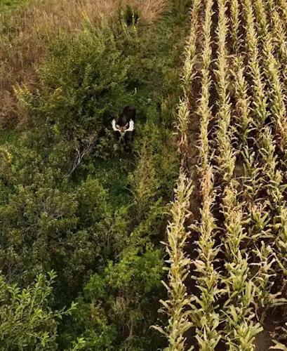 Moose in Nance County
