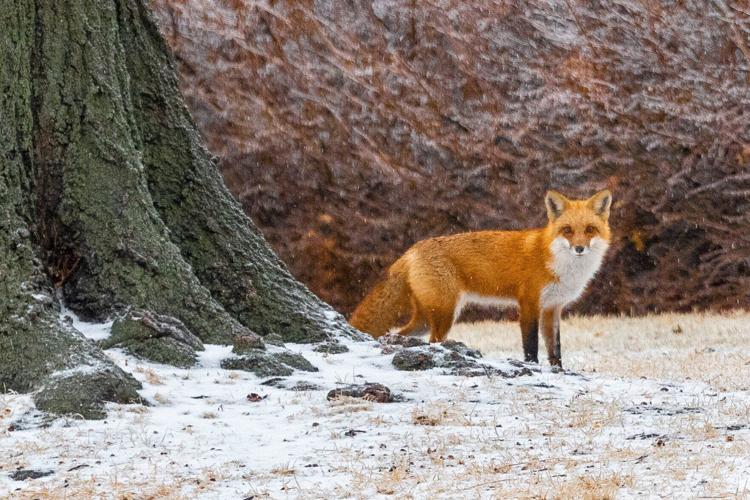 Weather coverage, 1.18