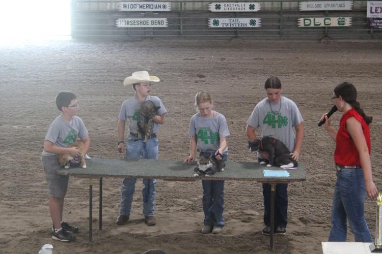 Cat Division Purple Ribbon winners Seth Linsenmeyer, Caleb Linsenmeyer, Nora Reiman and Mollie Spradlin.JPG