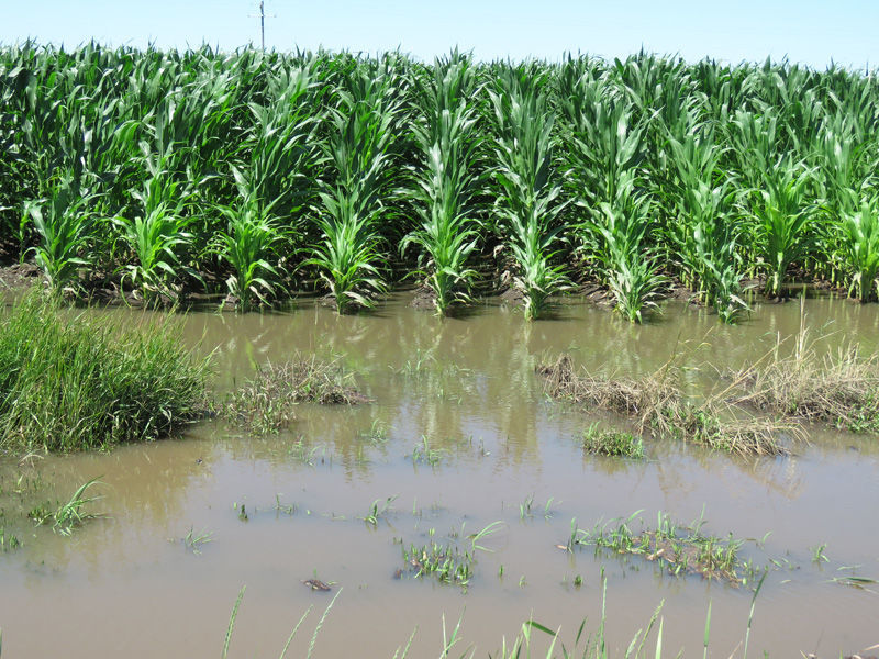 Corn field flooded near Gibbon