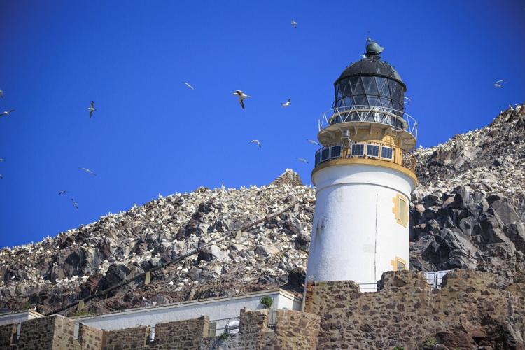 Northern gannets surround the Bass Rock Lighthouse off the coast of North Berwick in Scotland on July 9, 2026.