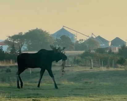 Moose in Hamilton County