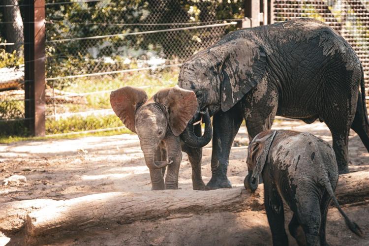 Amandra ears up center.jpg