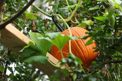 Yes, that really is a pumpkin growing in a tree in an Omaha neighborhood