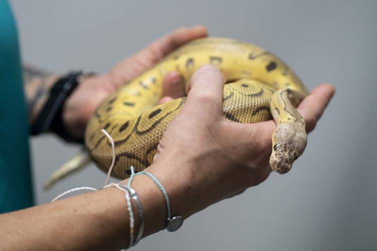 Ball pythons found days apart at Delta Sonic in Amherst