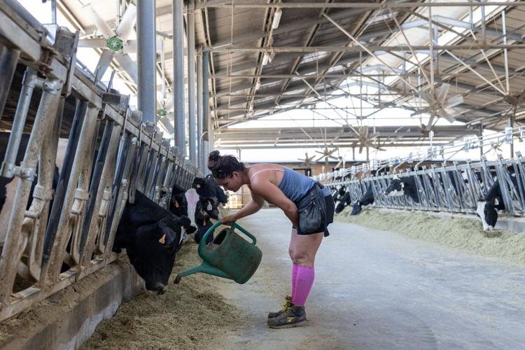 Extreme heat threatens Italy's Parmesan heartland