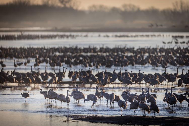 early cranes 1