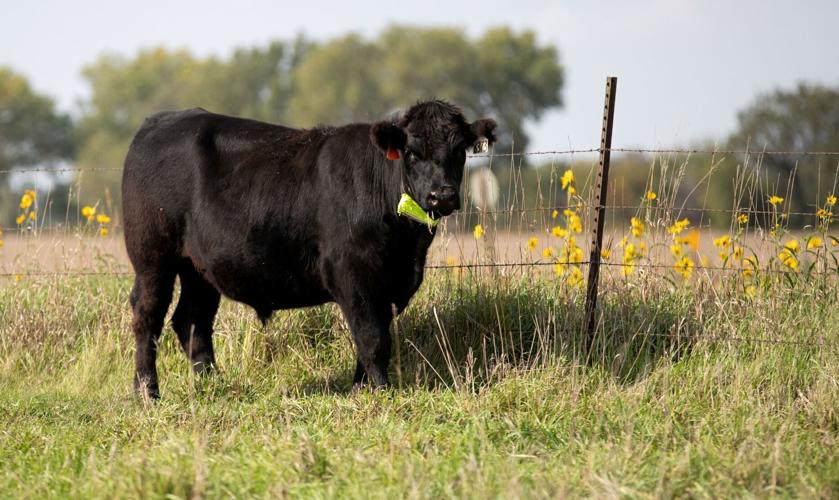 102421-owh-new-beef-em01 (web)