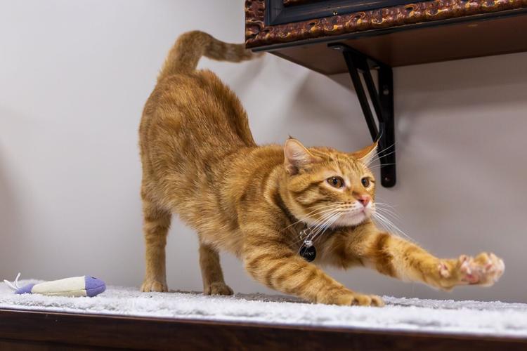 Goodwill Cat Connection, 3.19