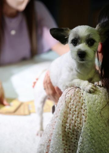 South Korea's pet owners turn to tarot to decode their animals' feelings