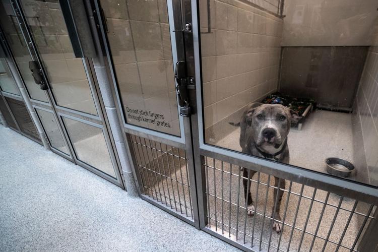 110622-owh-new-animalrescue-LS08
