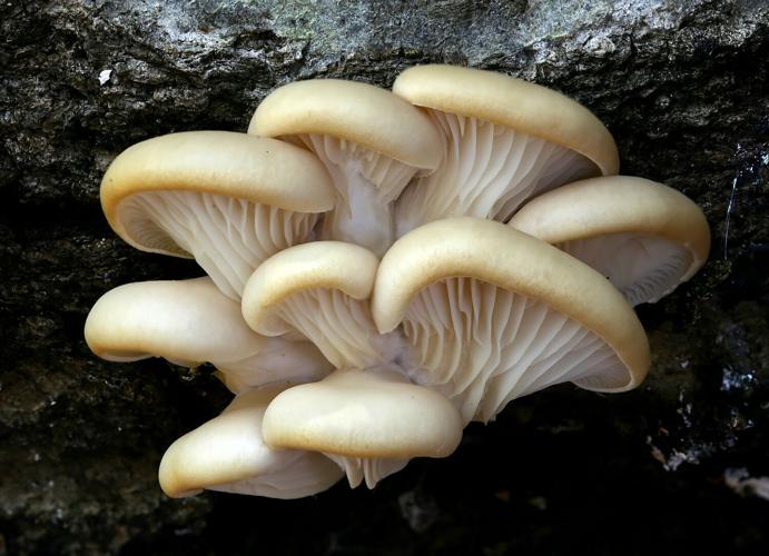 Pleurotus ostreatus