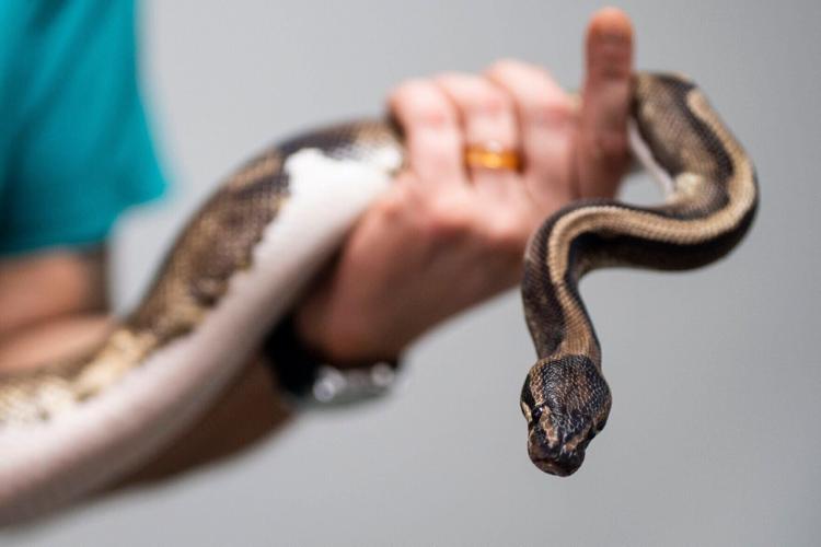 Ball pythons found days apart at Delta Sonic in Amherst