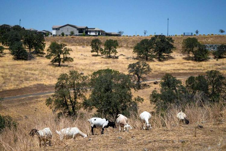 BIZ-WRK-CALIF-HERDERS-FILEPIC-2-SA