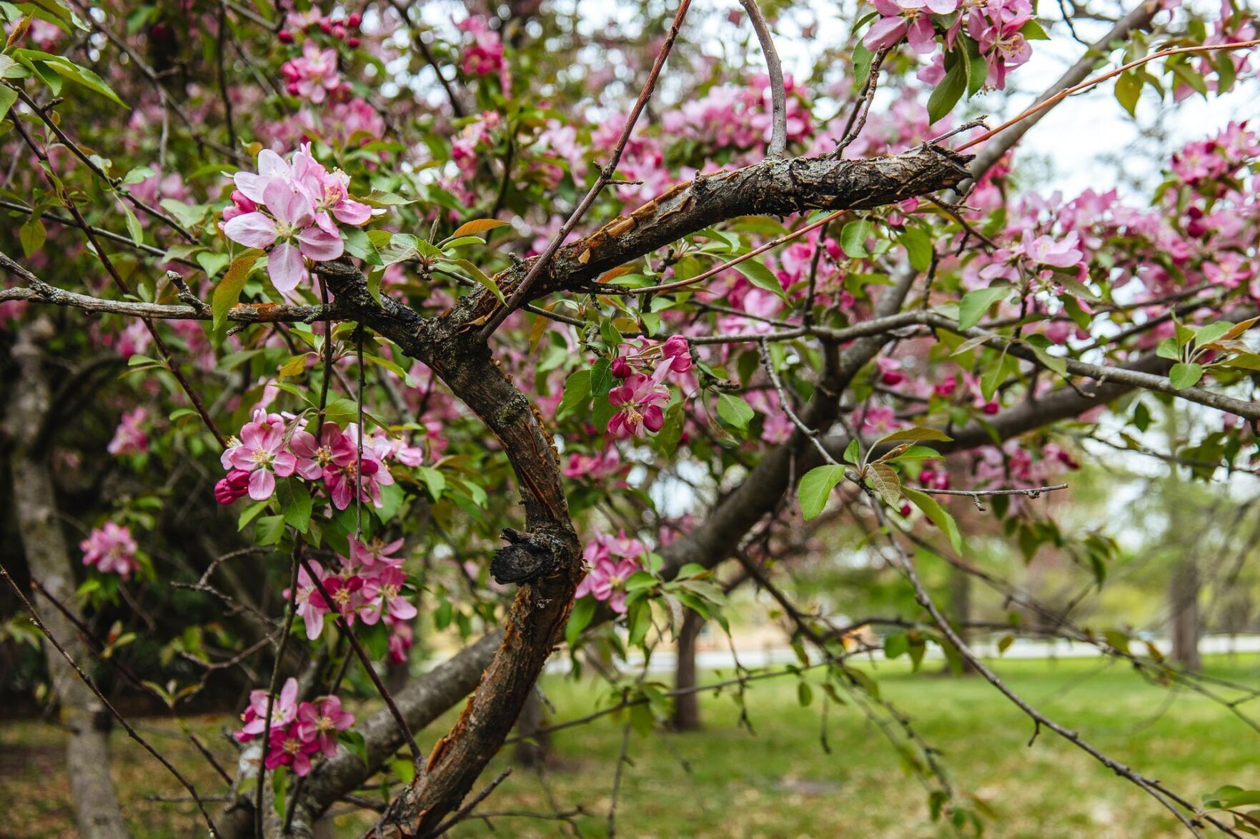 As Nebraska grows warmer, consider planting trees that will adapt best (copy)