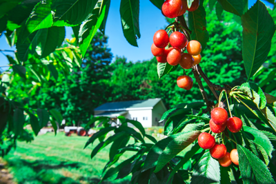 Embracing agritourism in the cherry capital of the world