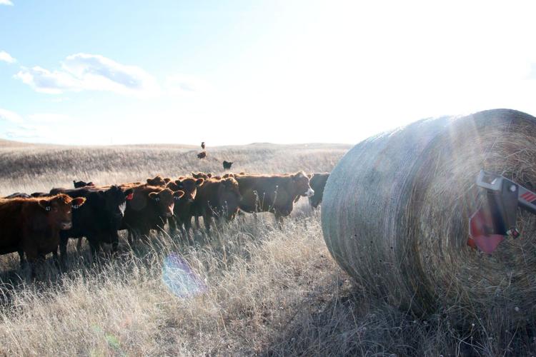 Sandhills energy /COPYRIGHT RESTRICTED