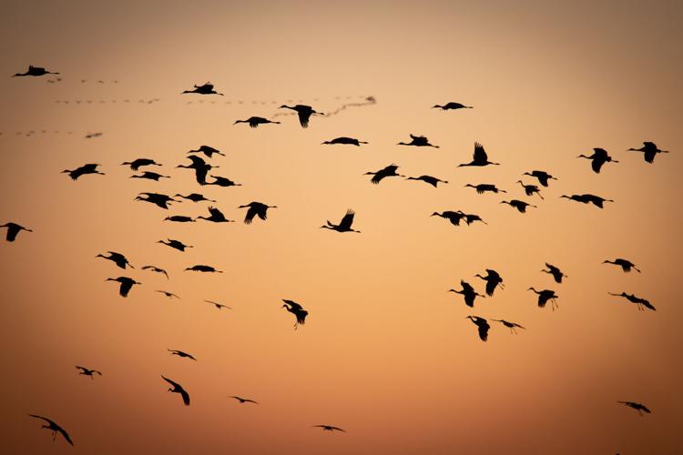022022-owh-new-sandhillcranes-p2