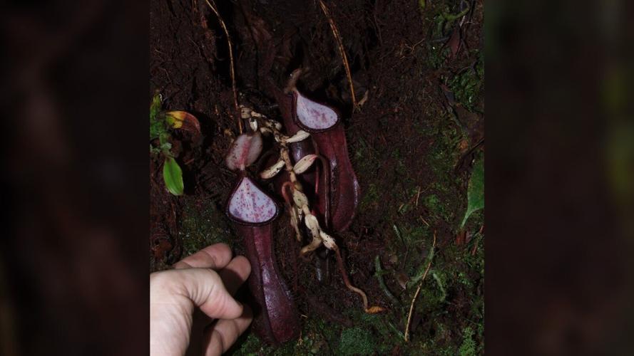 Carnivorous plant