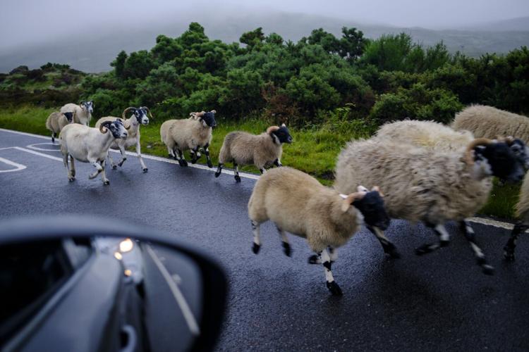 Sheep run on the road on the Isle of Skye in Scotland on July 4, 2026.
