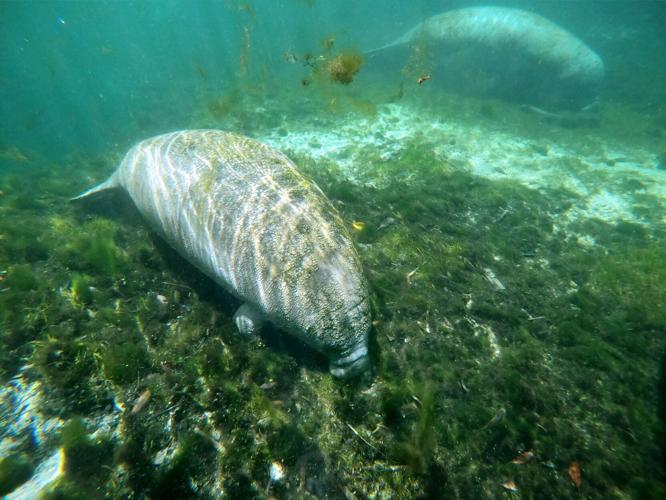 US-NEWS-WILL-FLORIDA-MANATEES-BE-LISTED-1-PT.jpg