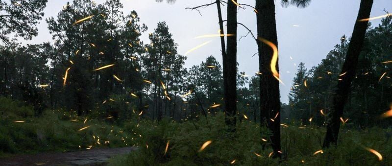 A composite of multiple images shows the flickering lights of fireflies at night.