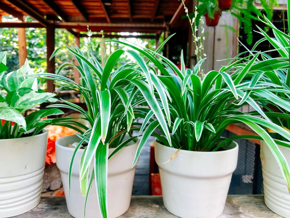 living-space-houseplant-20260505