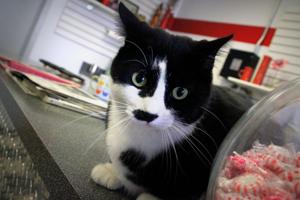 Cat