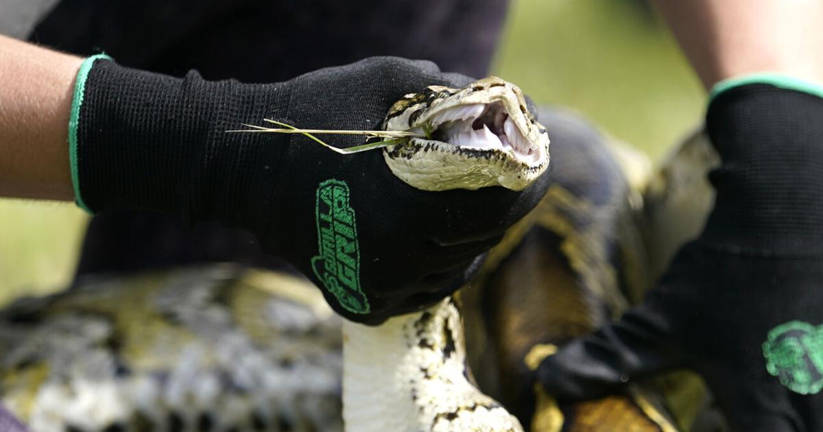 Python hunt! 800 compete to remove Florida's invasive snakes