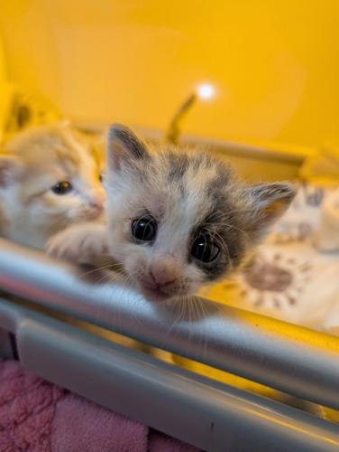 kitties3.jpg.jpeg