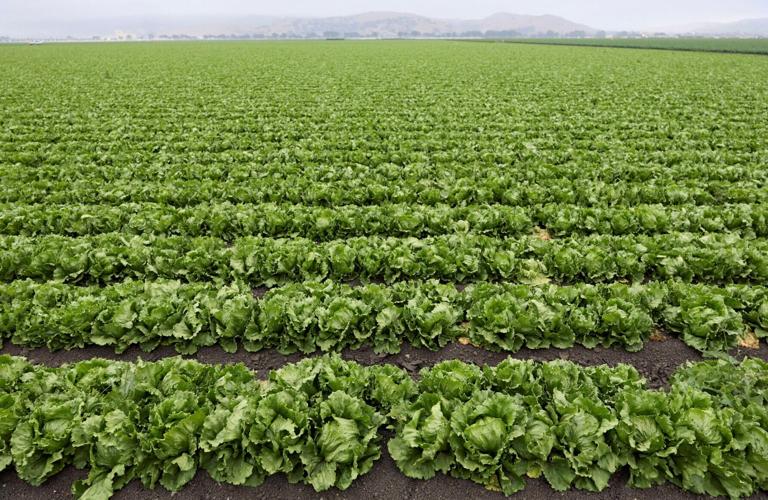 FILE PHOTO: Lettuce grows on a farm near Salinas