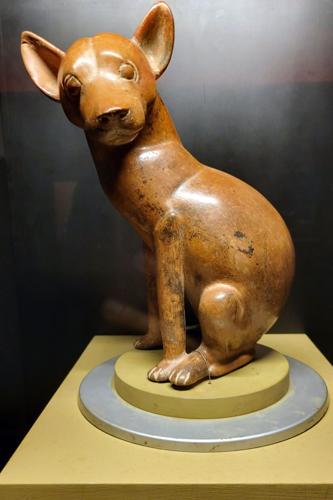 A ceramic figurine of the extinct Mexican dog breed tlalchichi, which is native to Colima.