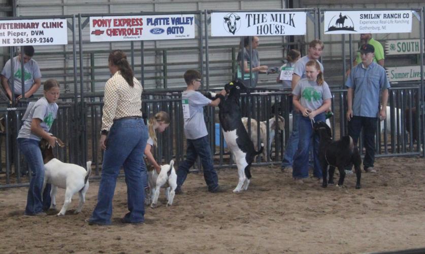 Junior Goat showmanship.JPG