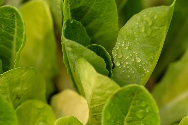 Romaine lettuce