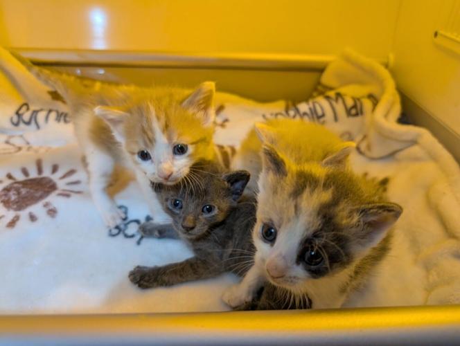 kitties1