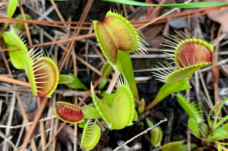 Venus flytraps can be seen along the trails in certain areas of Green Swamp Preserve Thursday July 6, 2023 during a Nature Conservancy tour.