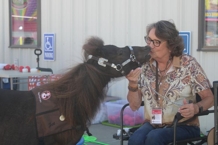 Jet the mini-horse