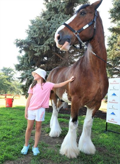 Clydesdale visit to Gretna