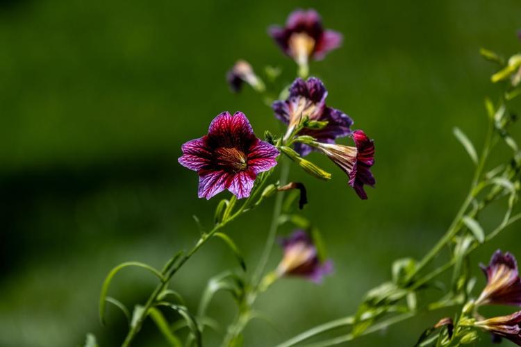 070923-owh-liv-marjgardenco-pic-cm13